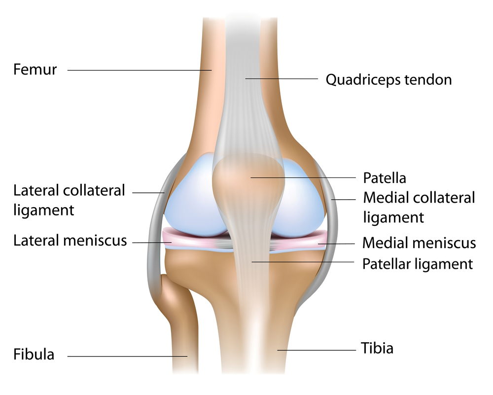 Medial collateral ligament injury – Airedale MSK