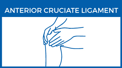 Anterior cruciate ligament