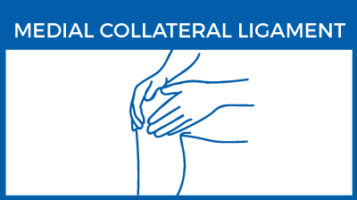 Medial collateral ligament